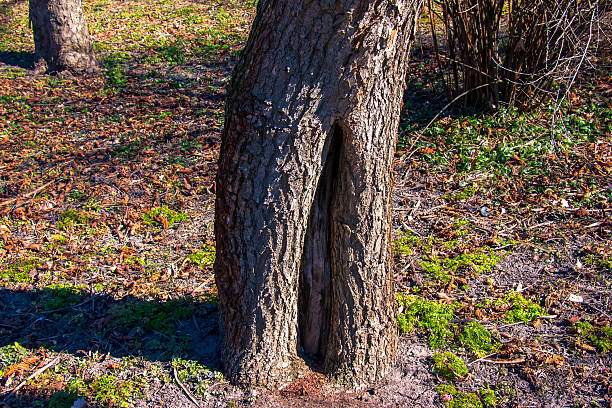 Common catalpa bark detail - Latin name - Catalpa bignonioides.