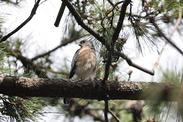 istock The Japanese sparrowhawk (Tachyspiza gularis) in Japan 2219085185