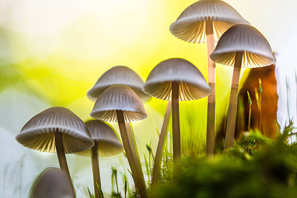 istock velvet caps on stems catch the sun's rays 2219089414