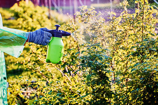 istock Garden hand pump sprayer operates using pressure, you need to manually pump air inside, then when you press trigger, liquid is sprayed. 2219093403