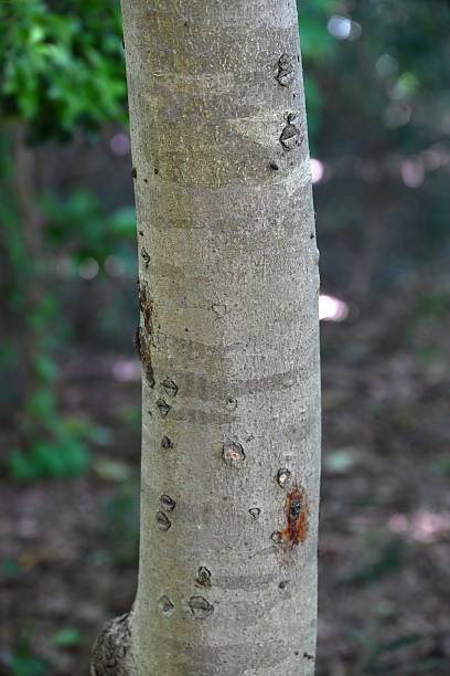 istock Dendropanax trifidus. Japanese name 'Kakuremino'. Araliaceae evergreen tree. 2219093556
