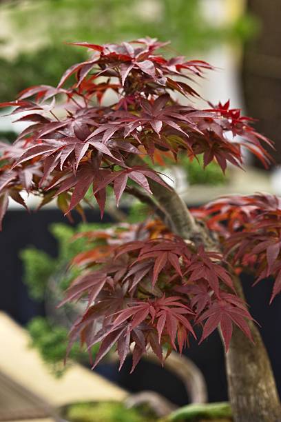 istock Vibrant Red Leaves of a Bonsai Tree 2219100001