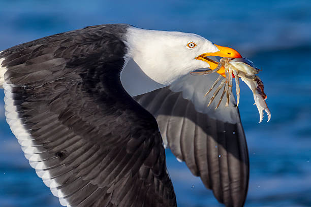 Taxon name: East Coast Pacific Gull\nTaxon scientific name: Larus pacificus pacificus\nLocation:  Pelagic Zone, Eaglehawk Neck, Tasmania, Australia