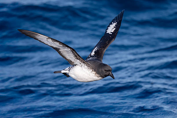 Taxon name: Cape Petrel\nTaxon scientific name: Daption capense\nLocation:  Pelagic Zone, Eaglehawk Neck, Tasmania, Australia