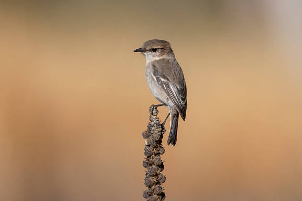 istock Tasmanian Dusky Robin, Tasmania, Australia 2219103238