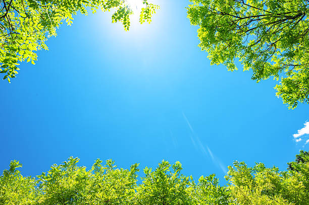 istock Beautiful sunlight through treetops with sunny blue sky in sping season 2219103499
