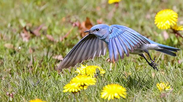 mountain bluebird in flight, Vancouver, BC, Canada