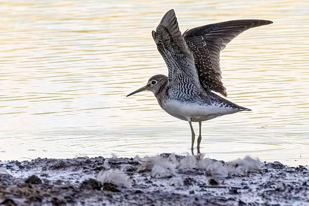 Solitary Sandpiper, Delta, BC, Canada