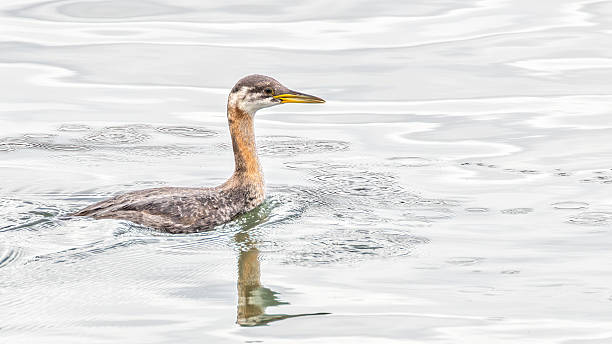 istock Red-necked Grebe in sea water 2219105329