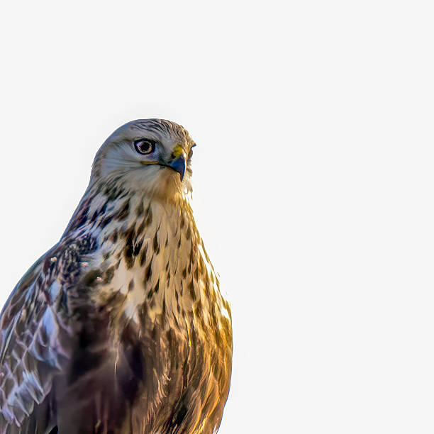 istock closeup of Rough-legged Hawk (buzzard) 2219105359