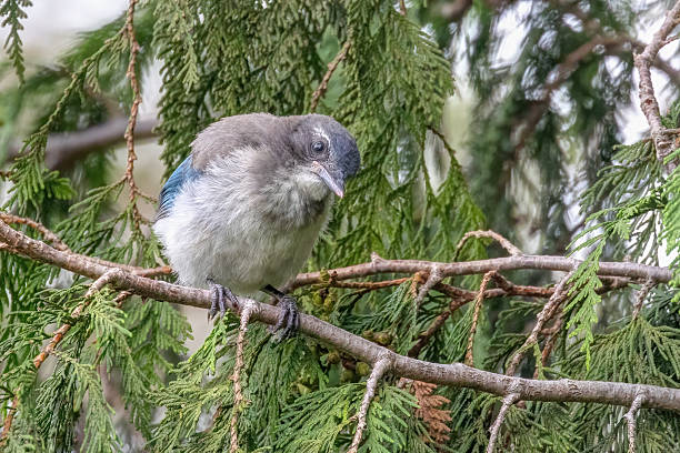 istock California Scrub-Jay, Delta, BC, Canada 2219105396