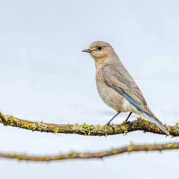 istock mountain bluebird, Vancouver, BC, Canada 2219105486