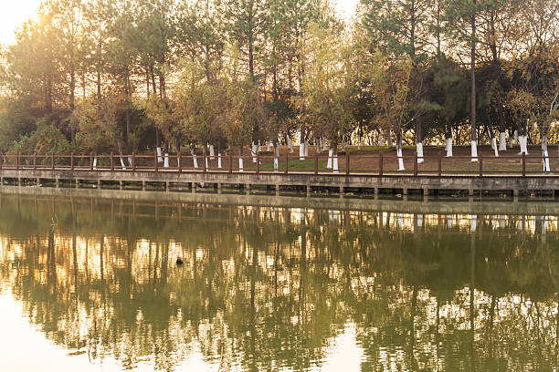 Lush greener around the pond in the park