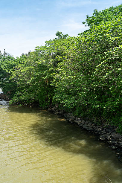 istock Lush greener around the pond in the park 2219109389