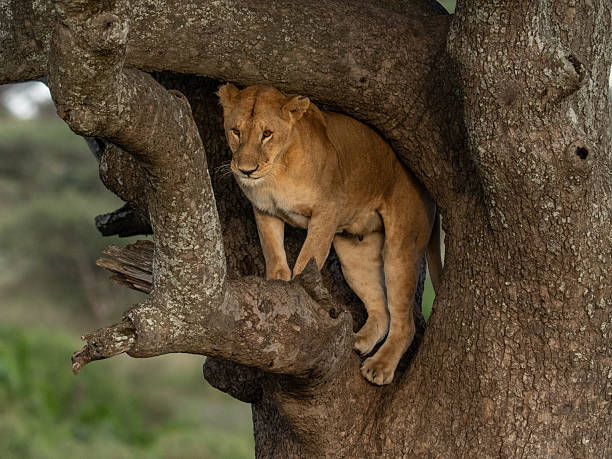 Zambia wildlife pictures
