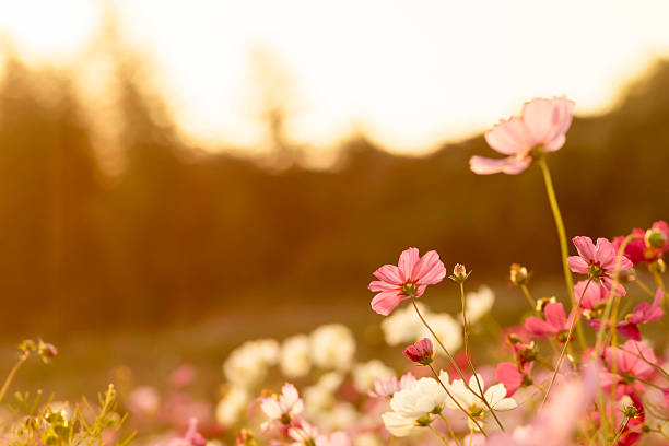 istock Cosmos flowers at sunset in autumn field 2219111393