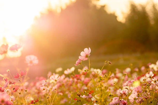istock Cosmos flowers at sunset in autumn field 2219111394