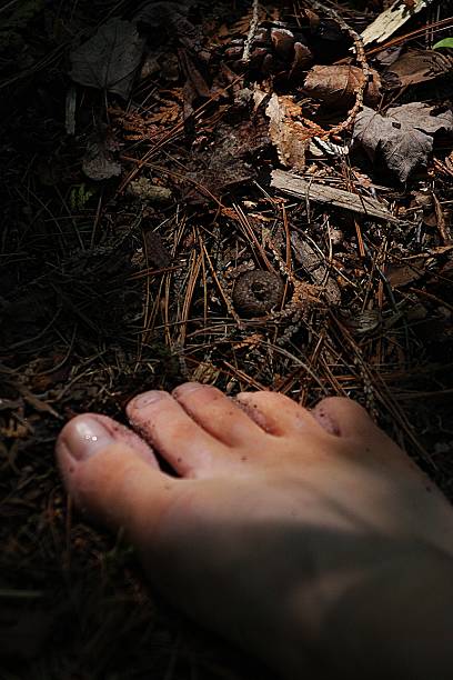 A photo of a bare foot on the forest floor. Exposed toes and foot on a pine needle blanket. the sunshine hitting the foot illuminates the unpainted nails creating a very neutral and earth tones setting.