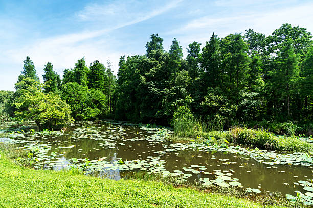 istock Lush greener around the pond in the park 2219112314