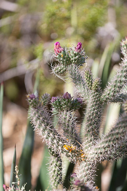 istock Jumping cholla cactus in flower with bright pink flowers 2219113771