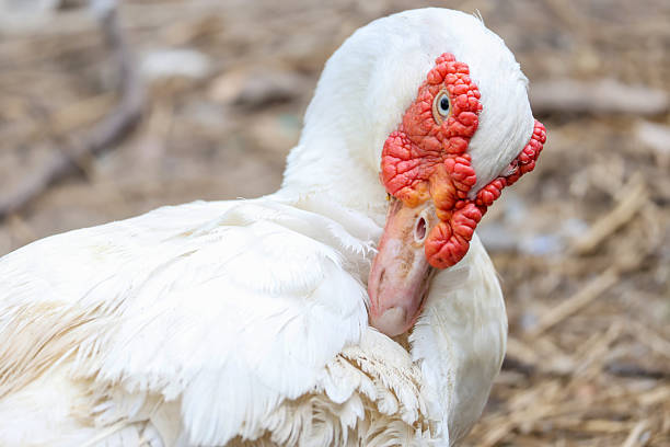 istock The white Duck is stay in nature garden 2219115328