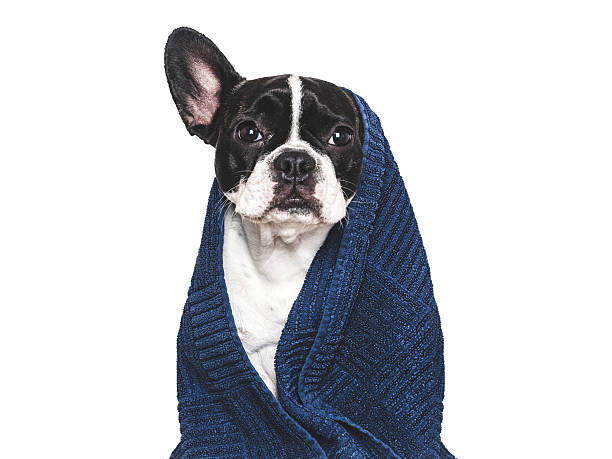 istock Cute puppy and blue towel. Studio shot 2219118534