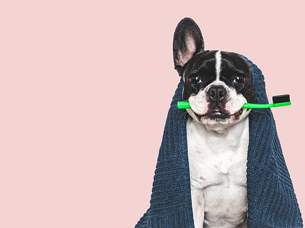istock Cute puppy, blue towel and toothbrush. Studio shot 2219118552