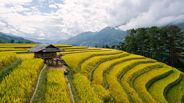 istock Golden rice terraces cascade down mountainsides, dotted with traditional huts, overlooking a distant valley town and river 2219118860