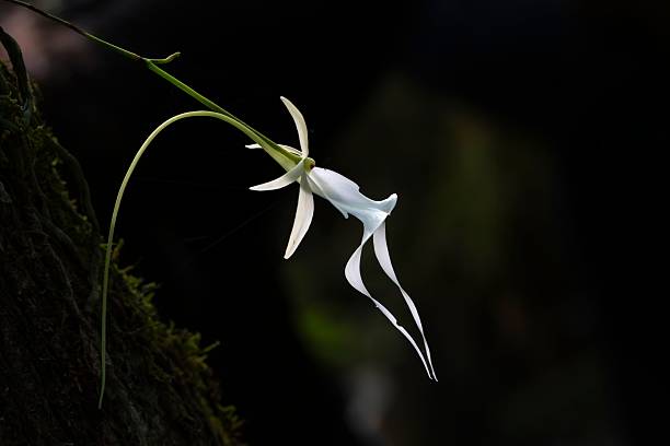 istock Delicate White Orchid Hanging Gracefully 2219120269