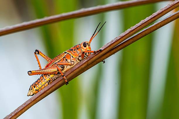 istock Vibrant orange grasshopper on branch. 2219120271