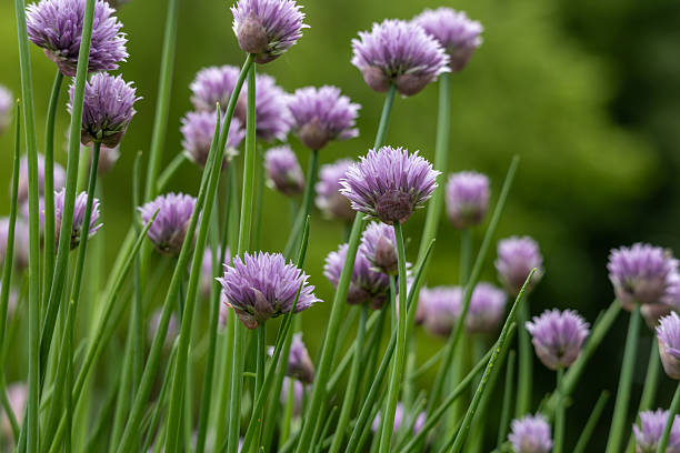 istock Purple chives blossoms in bloom 2219120569