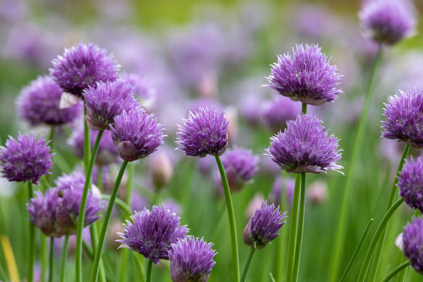 istock Purple chives blossoms in bloom 2219120576