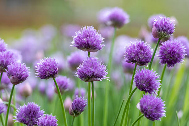 istock Purple chives blossoms in bloom 2219120582