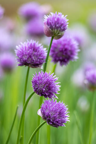 istock Purple chives blossoms in bloom 2219120584