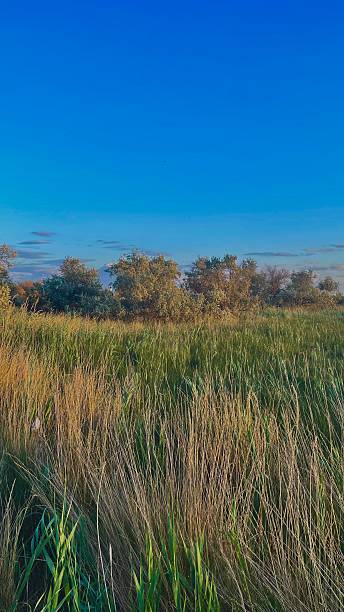 istock Wooden Bridge at Sunset Over a Lush Estuary 2219120749