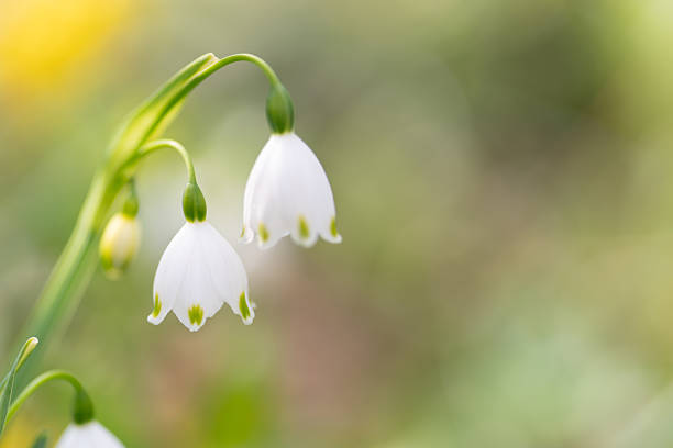 Lily of the valley blooms