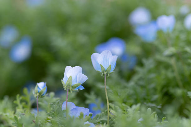 istock Beautiful Nemophila in bloom 2219122157