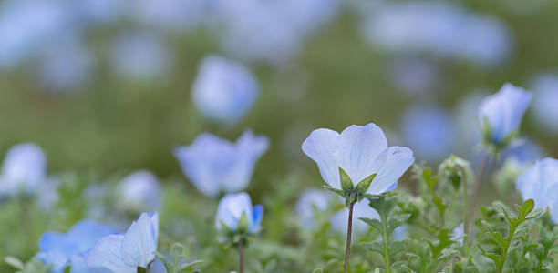 istock Beautiful Nemophila in bloom 2219122172