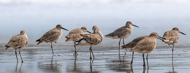 istock A Fling of Willets 2219122325