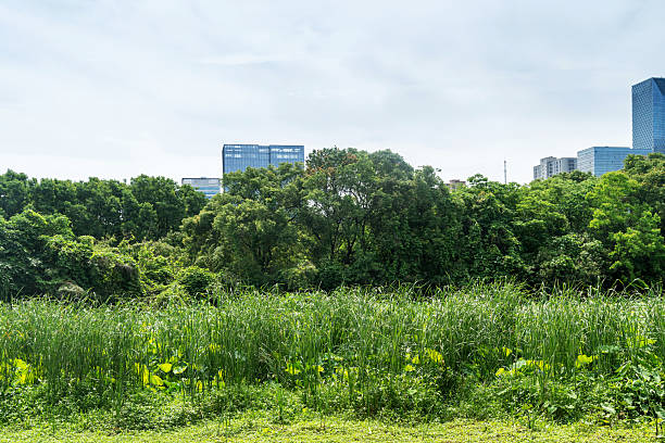 istock city park with modern building background in shanghai 2219125557
