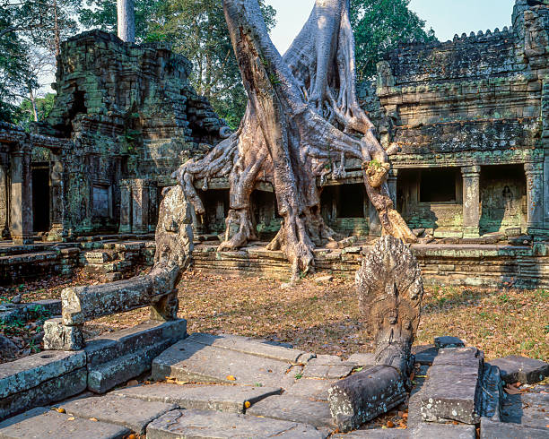 Massive tree roots growing over ancient stone ruins at Ta Prohm temple in Cambodia, famous as the Tomb Raider Temple, concept for archaeology, heritage, history, spirituality, nature and cultural tourism.