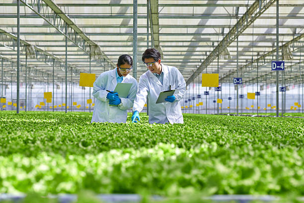 istock Two Asian Researcher Examining Plants at Smart Greenhouse 2219126082