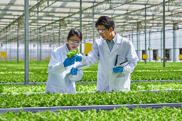 istock Two Asian Researcher Examining Plants at Smart Greenhouse 2219126100