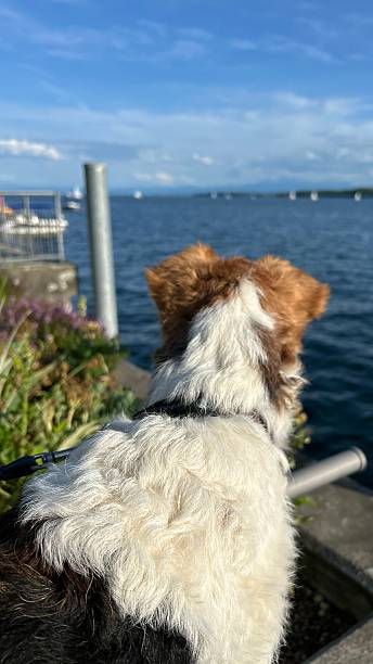 istock Dog looking out over lake on a sunny summer day 2219127842