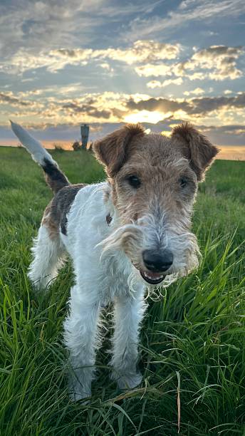 istock Fox terrier in sunset light on a grassy field 2219128062