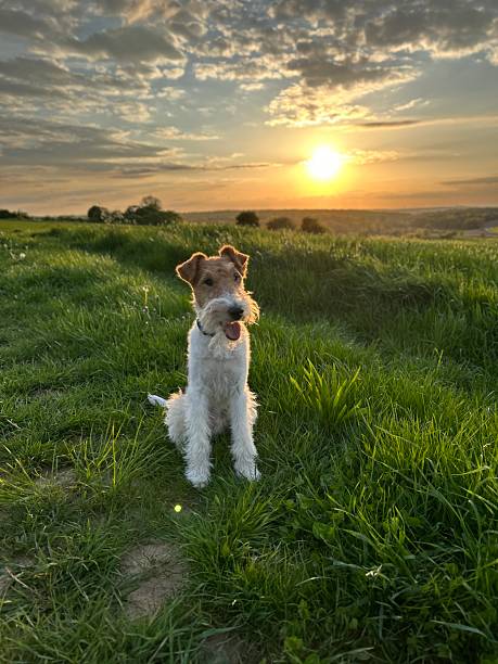istock Wire-Haired Fox Terrier Sitting in a Meadow at Sunset 2219128343