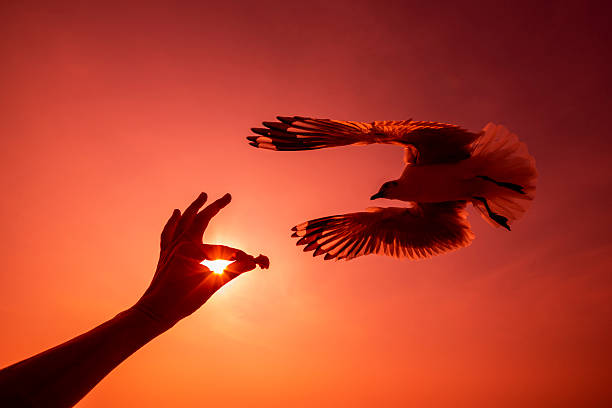 istock Feed the seagulls in the evening. 2219129110