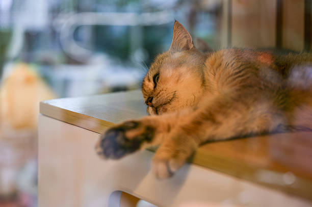Kitten in the pet shop