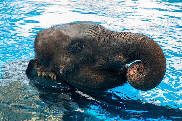 istock Asian elephants playing in the water happily. 2219129285