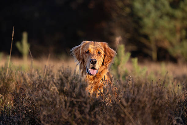istock Golden Retriever Peeking Through Heather on Vughtse Heide 2219129525